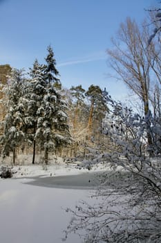 The forest is one of the most precious treasures we have in the world