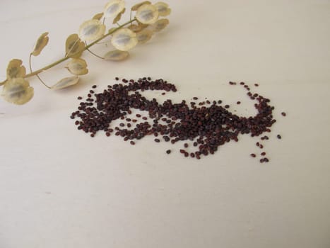 Edible brown-black seeds from field pennycress and stems with winged pods