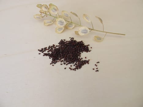Edible brown-black seeds from field pennycress and stems with winged pods