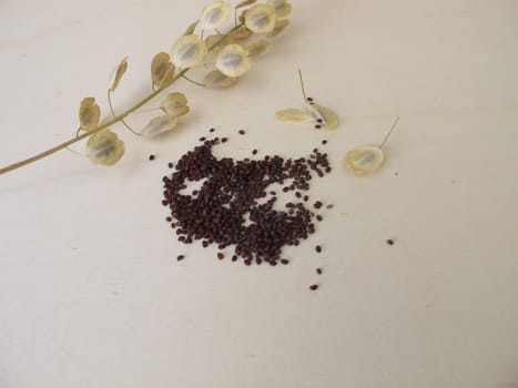 Edible brown-black seeds from field pennycress and stems with winged pods