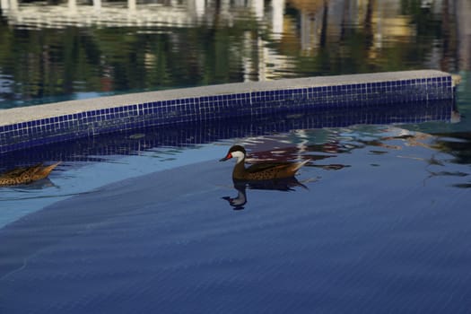 Wild duck in swimming pool