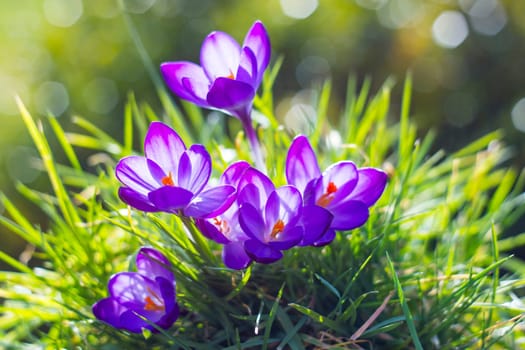crocus - one of the first spring flowers