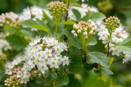 beautiful shrub blooming in spring with bug on it
