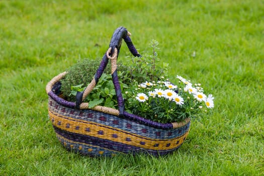 fresh herbs in a basket
