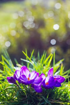 crocus - one of the first spring flowers
