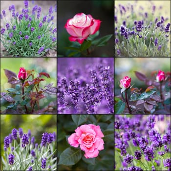 collage with pictures with roses and lavender