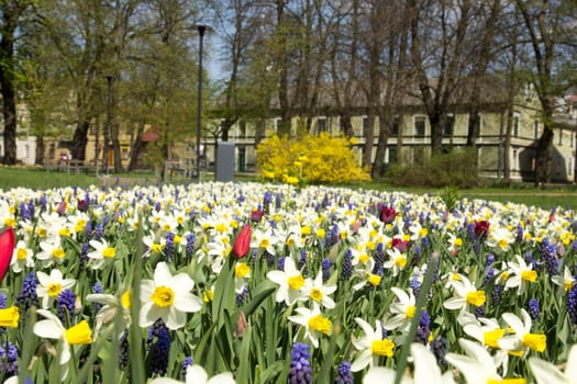 flowerbed in city park with different spring flowers