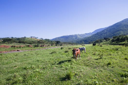 Cows farming animals in open valley fields rural river countryside