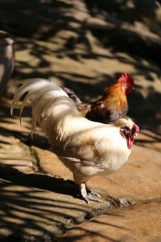 White hen to the rooster photographed closeup