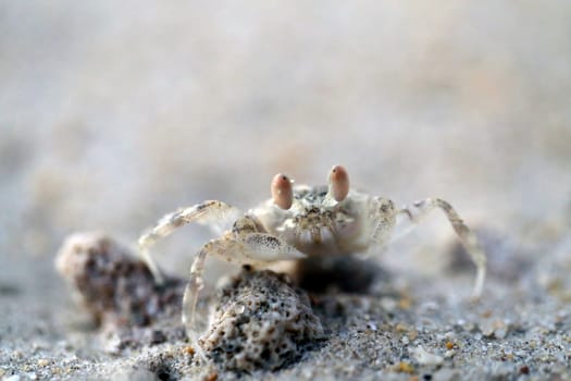 Small sea crab with yellow sand photographed closeup