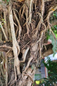 the roots of a tropical tree photographed closeup