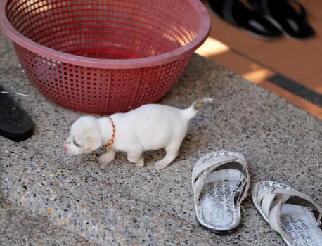 Beautiful puppy is on the floor photographed closeup