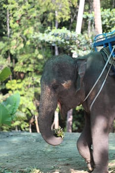 Thai elephant the  photographed a close up