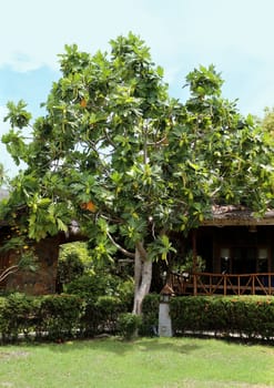 Tropical tree with large green fruits photographed closeup