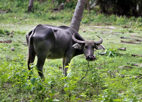 Thai black cow of the tropical jungle