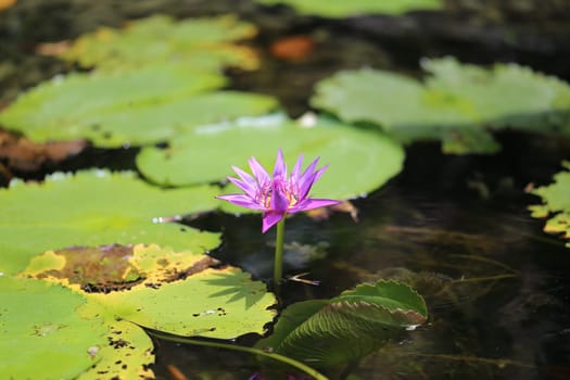 Different colored plants and flowers photographed closeup