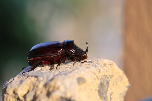 Beautiful black beetle Rhino photographed close up