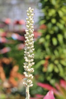 Different colored plants and flowers photographed closeup