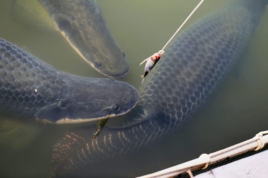 Large Thai fish eat the bait on the rope photographed closeup