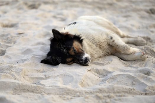 Beautiful dog, lying on a yellow sand photographed closeup