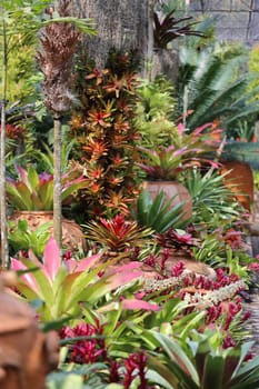 Different colored plants and flowers photographed closeup