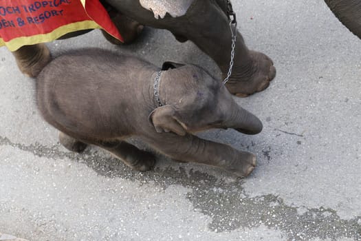 Thai elephant and the elephant child photographed closeup