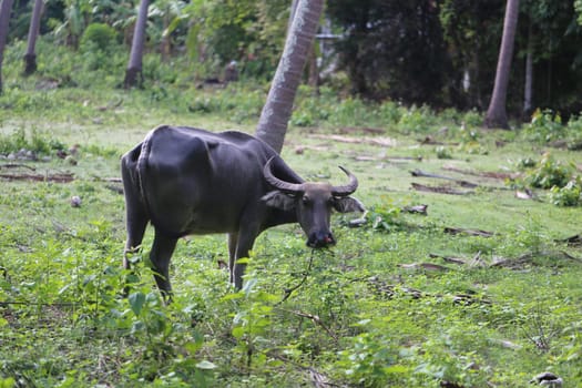 Thai black cow of the tropical jungle