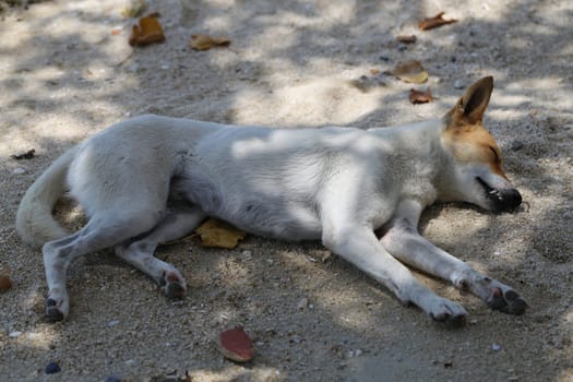 Beautiful dog, lying on a yellow sand photographed closeup