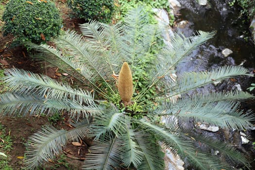 Green palm photographed closeup on the background of forest