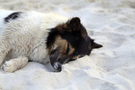 Beautiful dog, lying on a yellow sand photographed closeup