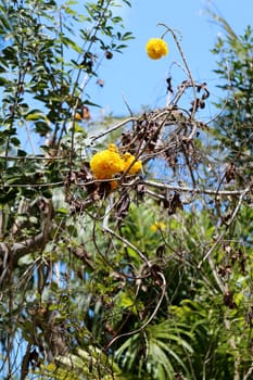 Large beautiful yellow flowers on the trees in Thailand