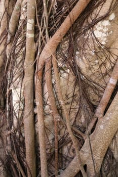 the roots of a tropical tree photographed closeup