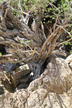 the roots of a tropical tree photographed closeup