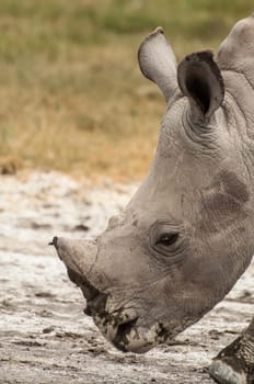 A close up portrait of a young White Rhinocores.