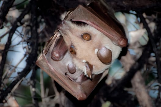 A Fruitbat hanging upside down in a tree during the day. A signle ear of her litter can be seen, protected by her body and wing.