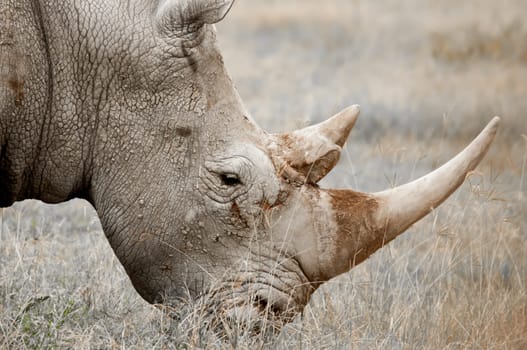 A White Rhinocores grazing on grass at Nakuru National Park.