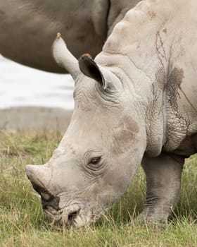 A young White Rhinocores grazes on the grass near by his mother.