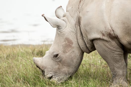 A young White Rhinocores grazes on some green grass by the lake.