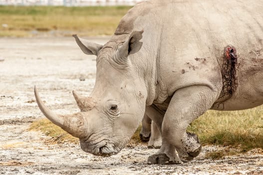 A female White Rhinocores bleeding from a bullet wound.