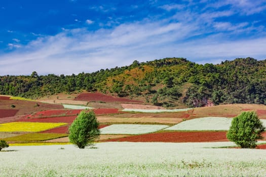 cultivated land fields landscaped near Kalaw Shan state in Myanmar (Burma)