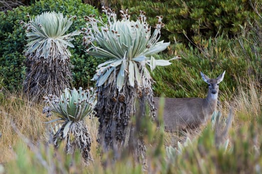 White-tailed deer of Paramo de Oceta and his Espeletia Frailejones Mongui Boyaca in Colombia South America