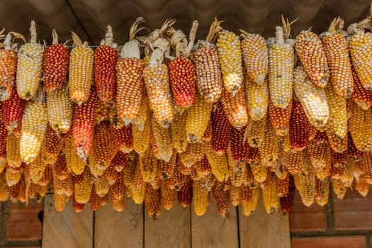 Cereals Corns harvest drying Caldas in Colombia South America