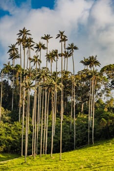 El Bosque de Las Palmas Landscapes of palm trees in Valley Cocora near Salento Quindio in Colombia South America