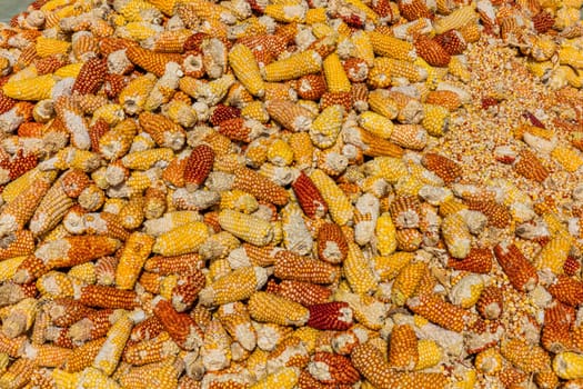 Cereals Corns harvest drying Caldas in Colombia South America