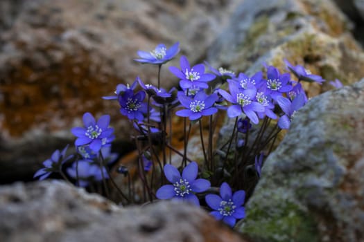 Liverwort (hepatica nobilis) between stones