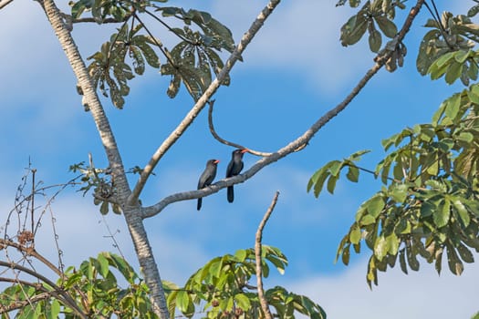 A Pair of Black Fronted Nunbirds in a Tree in the Pantanal in Brazil