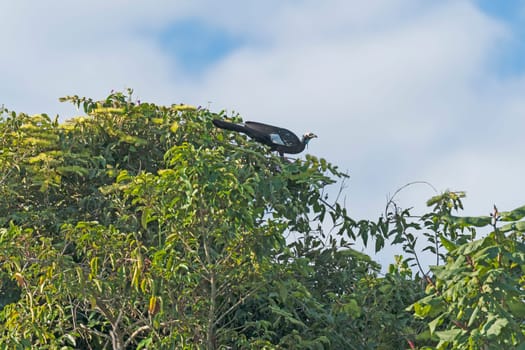 Common Piping Guan in the Pantanal Canopy in Pantanal National Park in Brazil