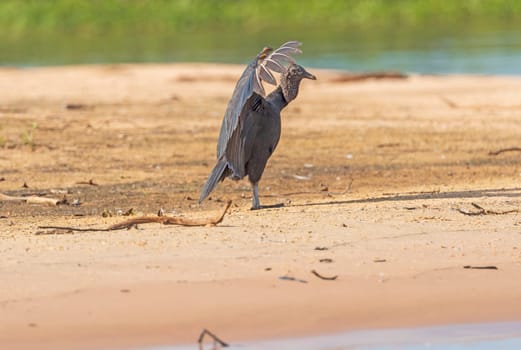 Black Vulture Displaying on a Pantanal Sandbar in Pantanal National Park in Brazil