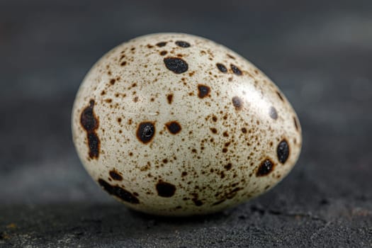 Fresh quail egg on a dark background