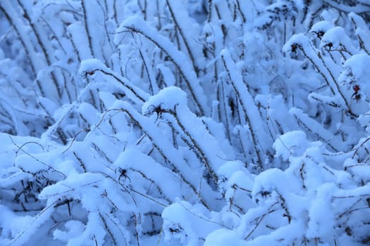 Fluffy white snow on branches, bush abstract background